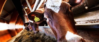 Arla sänker mjölkpriset – så påverkas Norrmejerier