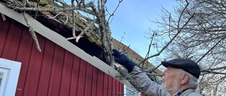 20 meter högt träd föll över Arnes fastighet: "Var en sådan chock"