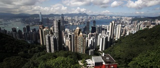 Hamstrar i Hongkong avlivas i hundratal