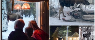 Älgar skapar skräck i Jukkasjärvi: "Barnen vågar inte gå till skolan"