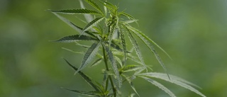 Cannabisodling hittad i skogen – fyra häktas