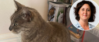 Katten Barbro hittad 100 dagar efter olyckan – ägaren Hyam Yanni: "Mitt lilla hjärta kom hem"