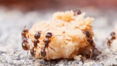 Trots okänt vitt pulver är myrorna kvar – kafé hotas med böter