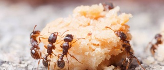 Myror och dåligt tempererade räkor på bageriet