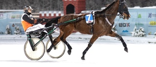 Succéhästen från Skellefteå gör V75-debut i påsk – jagar fjärde raka segern i travets elitserie