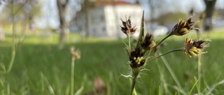 Kommunen låter gräset växa–bra för pollinatörer