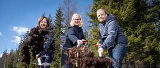 Arbetet för att få el till Luleå industripark igång: ”Viktig pusselbit”