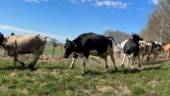 Snart dags för kosläpp – nu kan mjölkbönderna bjuda in besökare igen