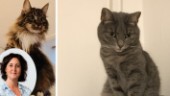 Hennes katter försvann i bilkraschen – utlyser hittelön för att finna Barbro: "Det finns inte en chans att jag ger upp"