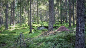 Gör Adolfsbergsskogen till ett naturreservat
