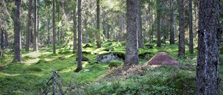 Gör Adolfsbergsskogen till ett naturreservat