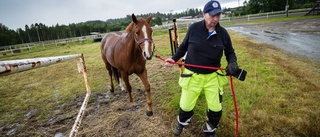 Olle, 67, får jobba kvar i stallet