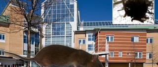 Sjukhuslarmet: Råttbajs på vinden – och fluglarver i storköket