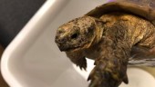 Polisens hittegods: En vilsen sköldpadda
