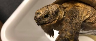 Polisens hittegods: En vilsen sköldpadda