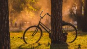 Äldre man cyklade på stulen cykel – döms till dagsböter • Domstolen: Han borde ha förstått