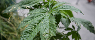 Polisen stoppade drogpåverkad lastbilsförare – hade sex krukor cannabisplantor hemma på gården 