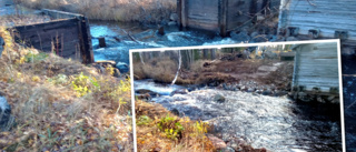 Ett tiotal dammar rivs i år: "Samverkar med skogsbolag"