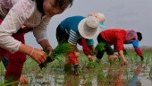 FN varnar för matbrist i Nordkorea