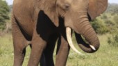 Uppsalabo ska importera jakttrofé – från hotad elefant 