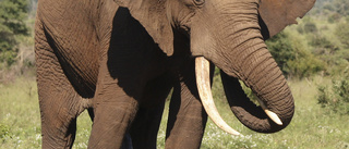 Uppsalabo ska importera jakttrofé – från hotad elefant 