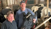 Deras kossor prisas för sin fina mjölk – robot bakom framgången