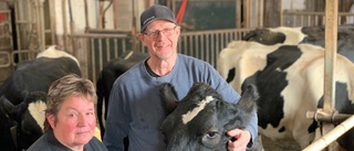 Deras kossor prisas för sin fina mjölk – robot bakom framgången