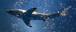 Trendbrott: Fler hajar till attack