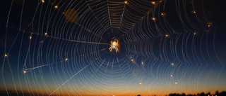 Forskare kan väva milslånga spindeltrådar
