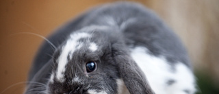 Flera upptäckta utbrott av kaningulsot