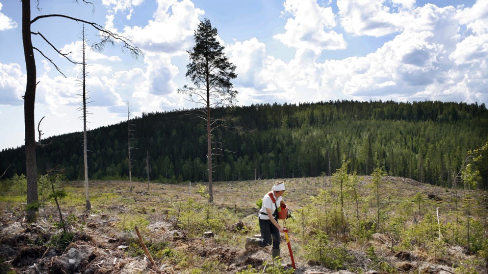 Skänkta pengar till VI-skogen blir till skogsplanteringar i fattiga länder skriver debattören. På bilden dock en typisk svensk skogsplantering. 