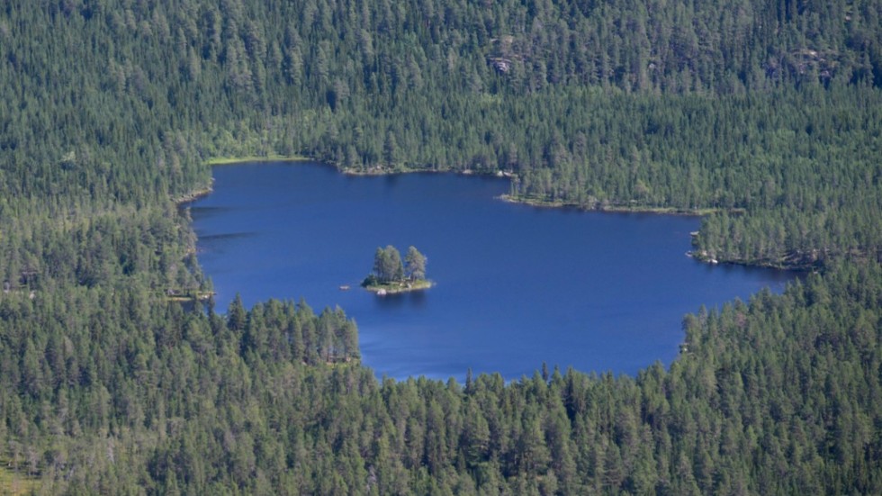 Bara i Västerbotten finns tusentals privata skogsägare som alla har sina mål och intressen med att äga skog., skriver Birgitta Löthman, regionchef Skogssällskapet i Västerbotten.