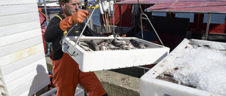 Slutfiskat på torsk i Östersjön