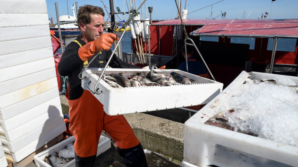 Fisk lossas från en fiskebåt i hamnen i Skillinge. Arkivbild.