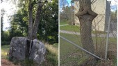 Smålands knasigaste träd övertrumfas av Ölands – eller? • Kandelaber-gran sticker ut i nationellt upprop