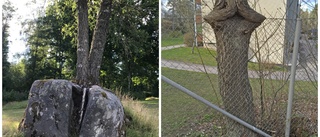 Smålands knasigaste träd övertrumfas av Ölands – eller? • Kandelaber-gran sticker ut i nationellt upprop