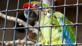 Duo togs med stulen papegoja