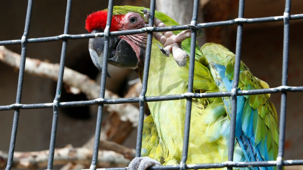 Papegojan är återförd till sin rätta ägare. Arkivbild på en annan papegoja.