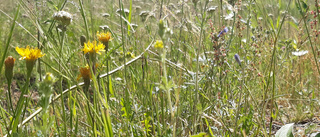 Kortsiktiga vinstintressen hotar naturen