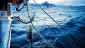 Fiskgratäng i skolan – tänk på alla fiskar som dör i onödan