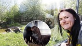 Utrotningshotad jätteutter från Parken Zoo flögs till Argentina – deltar i unikt bevarandeprojekt