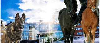 Luleås nya gymnasium ✓ Satsar på hästar och sällskapsdjur ✓ Här ska skolan ligga