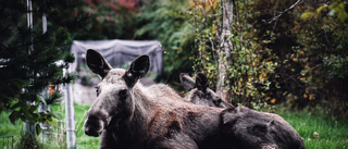 Älg med kalv på Östermalm: "Förhoppningen är att de ska ta sig tillbaka till naturen"