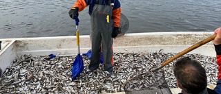 Tonvis med fisk tas upp för att rädda sjön