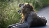Slut på troféjakt på inburade lejon