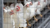 VARNINGEN: Förhöjd risk för fågelinfluensa på Gotland – "Gör allt för att skydda dina fåglar"