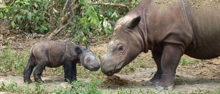 Nytt hopp för utrotningshotad noshörning