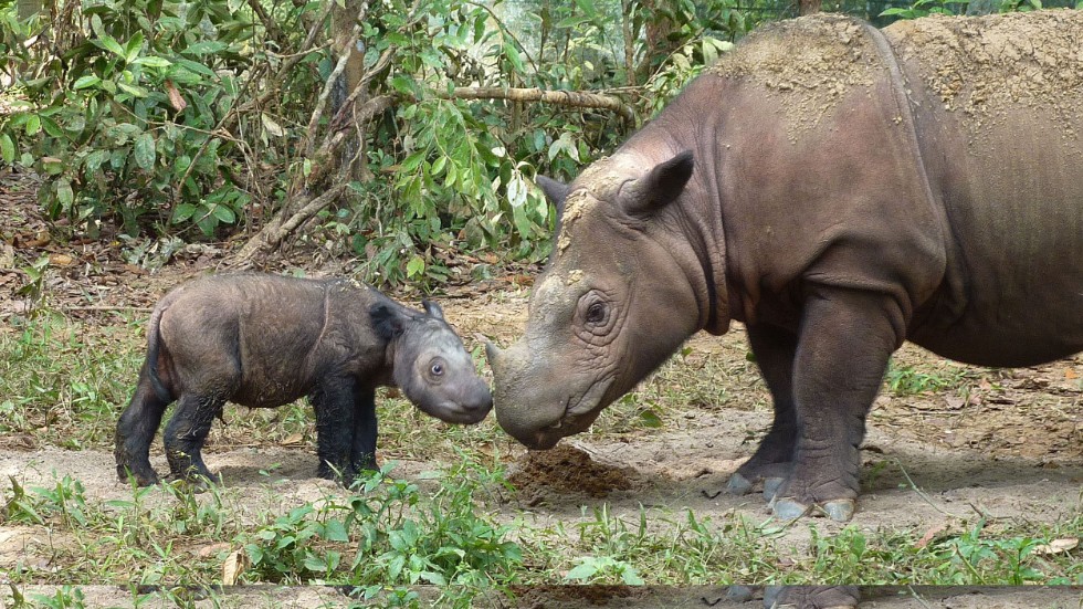 Sumatranoshörning med sin unge.