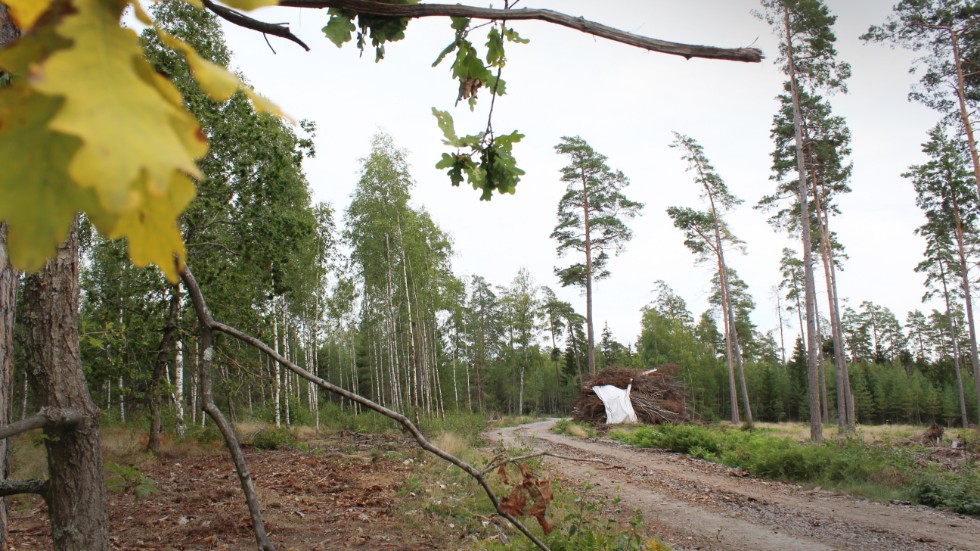 Här i skogen, strax bortom Klinga golfbana, kommer Northvolt att erbjudas mark för att bygga en batterifabrik.