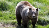 Sopgrävande björnar oroar i Hälsingland